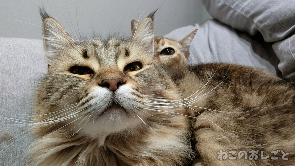 f:id:necozuki299:20191130134914j:plain