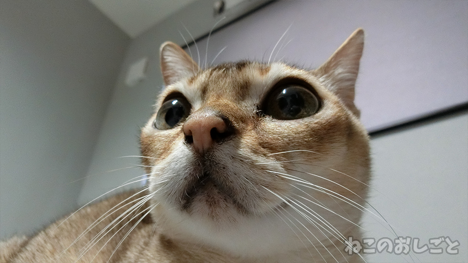 f:id:necozuki299:20191221155423j:plain