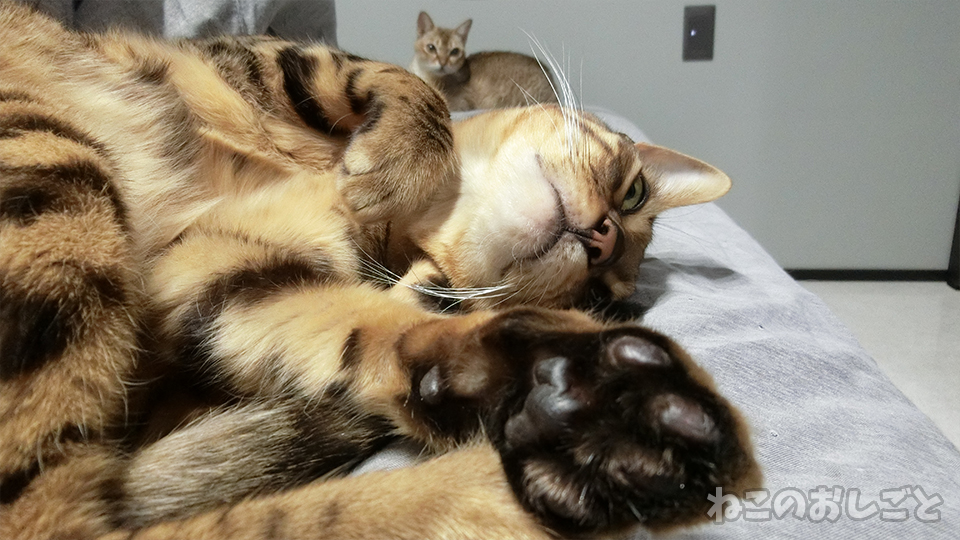 f:id:necozuki299:20200113191738j:plain