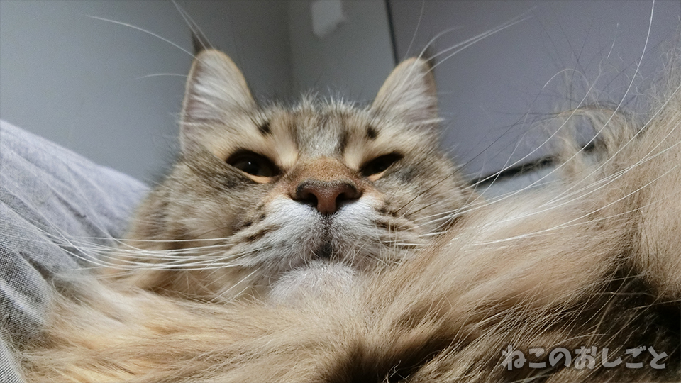 f:id:necozuki299:20200121204533j:plain