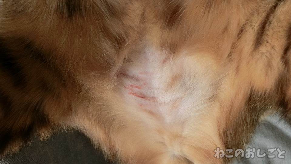 f:id:necozuki299:20200314140632p:plain f:id:necozuki299:20200314140632p:plain