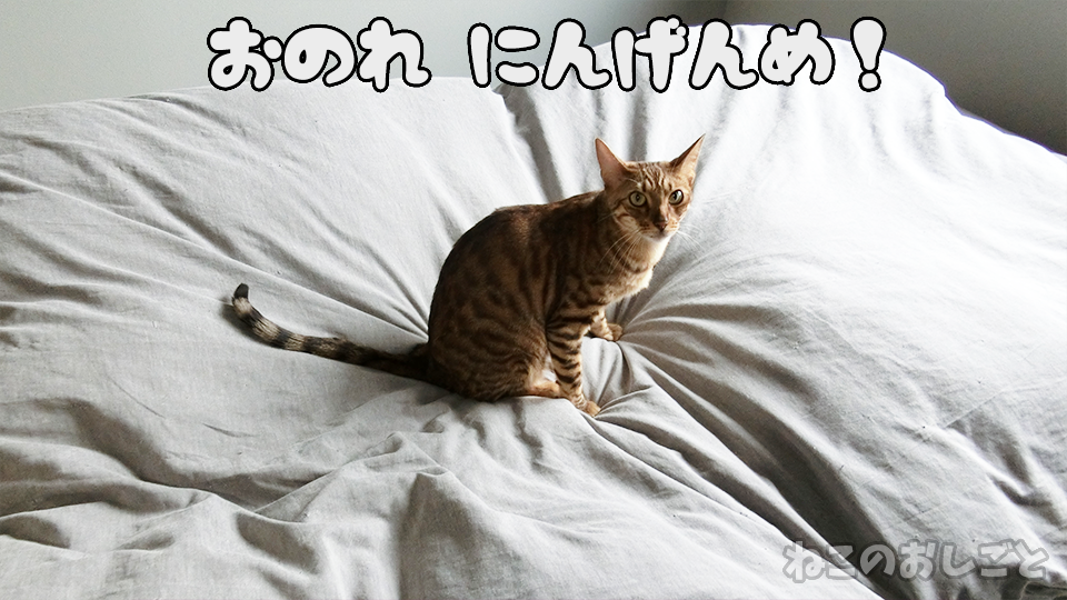 f:id:necozuki299:20200314144014p:plain f:id:necozuki299:20200314144014p:plain