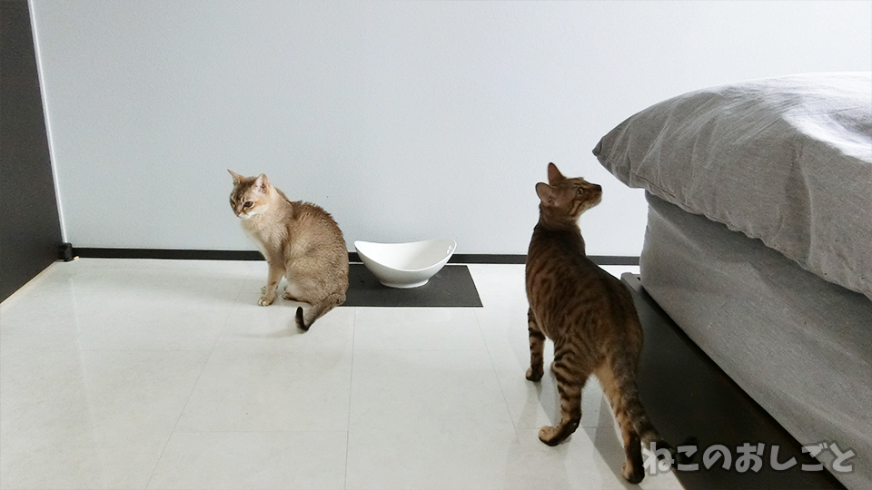 f:id:necozuki299:20200314144611p:plain f:id:necozuki299:20200314144611p:plain