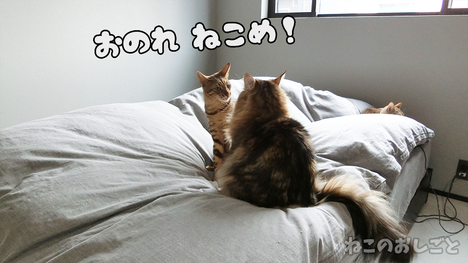 f:id:necozuki299:20200314145313p:plain f:id:necozuki299:20200314145313p:plain