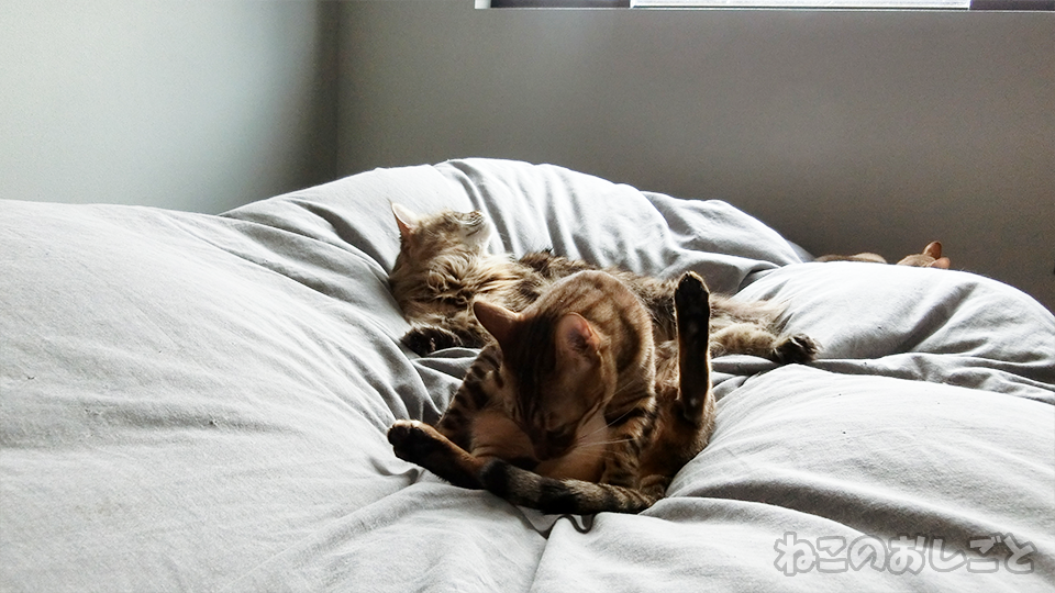 f:id:necozuki299:20200314145406p:plain f:id:necozuki299:20200314145406p:plain