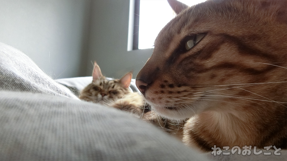 f:id:necozuki299:20200314150601p:plain f:id:necozuki299:20200314150601p:plain