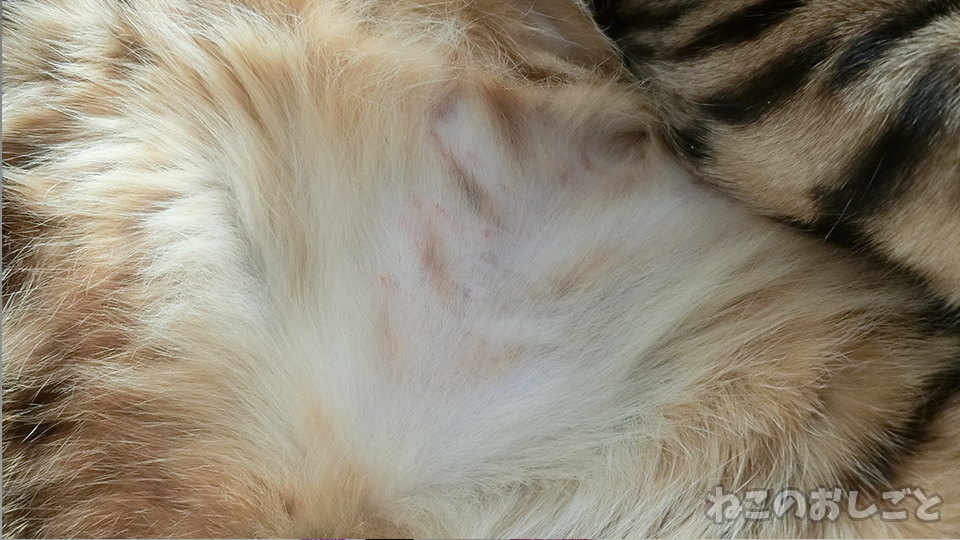 f:id:necozuki299:20200323185938p:plain