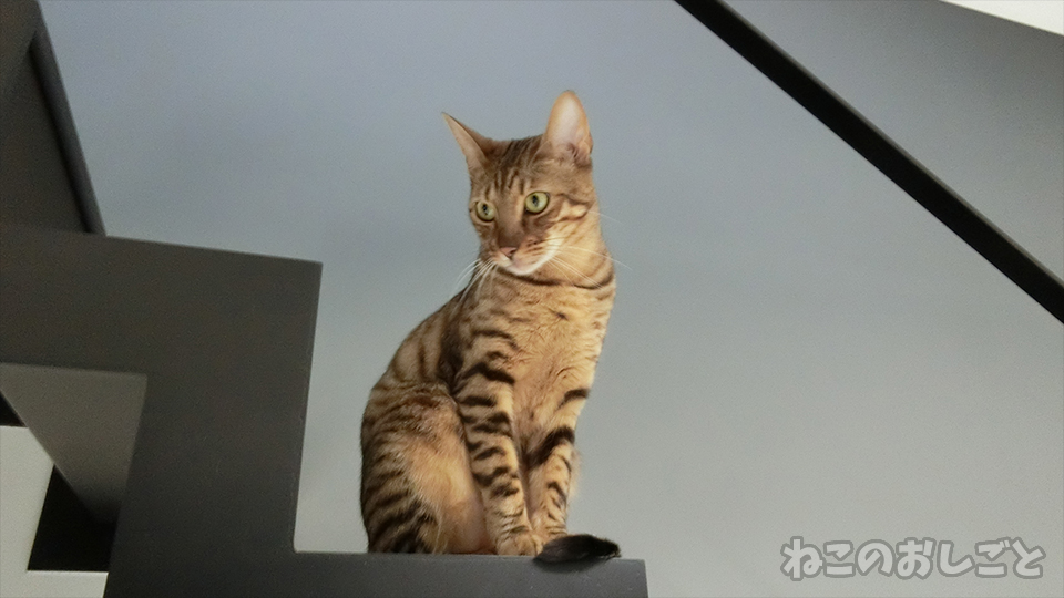 f:id:necozuki299:20200415180625j:plain