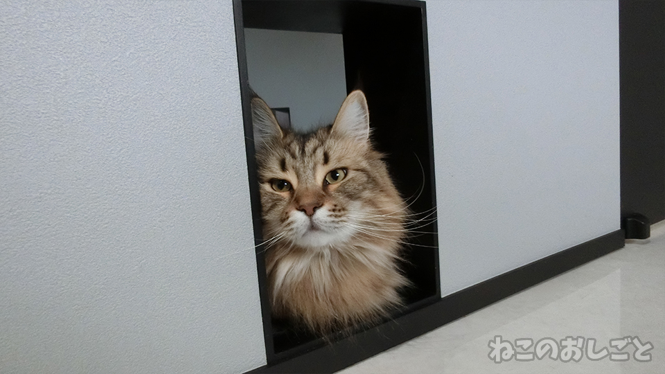 f:id:necozuki299:20200418113614j:plain