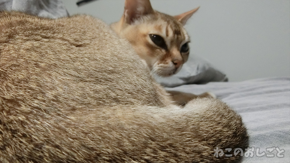 f:id:necozuki299:20200516210058j:plain f:id:necozuki299:20200516210058j:plain