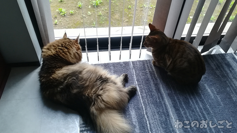 f:id:necozuki299:20200520164255j:plain f:id:necozuki299:20200520164255j:plain