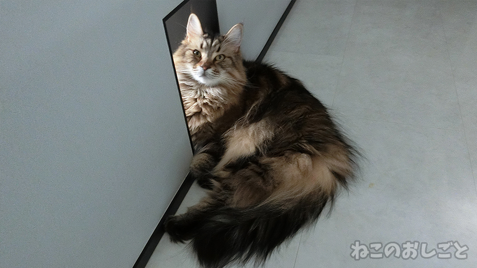 f:id:necozuki299:20200616183001j:plain