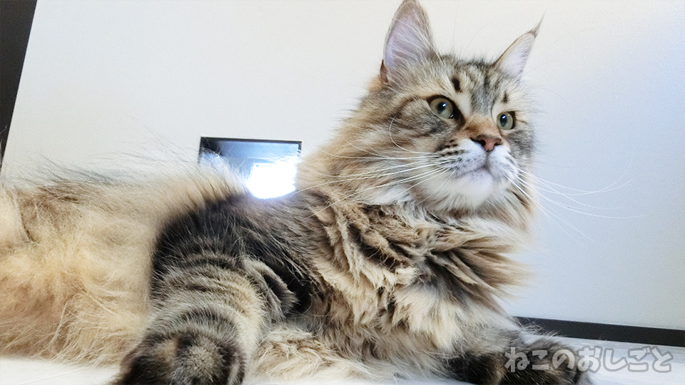 f:id:necozuki299:20200617182946j:plain