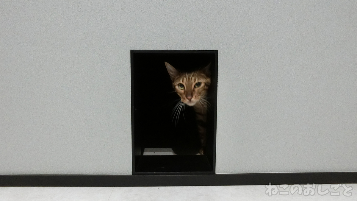 f:id:necozuki299:20200716192053j:plain