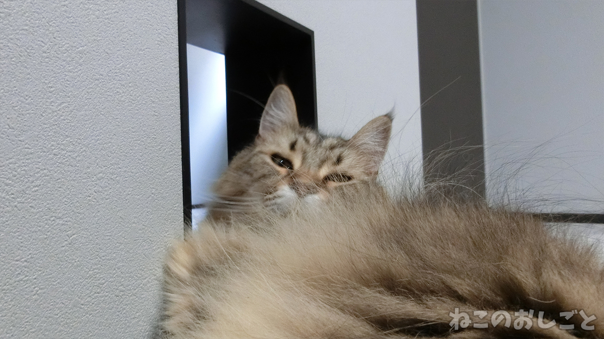 f:id:necozuki299:20200718154620j:plain