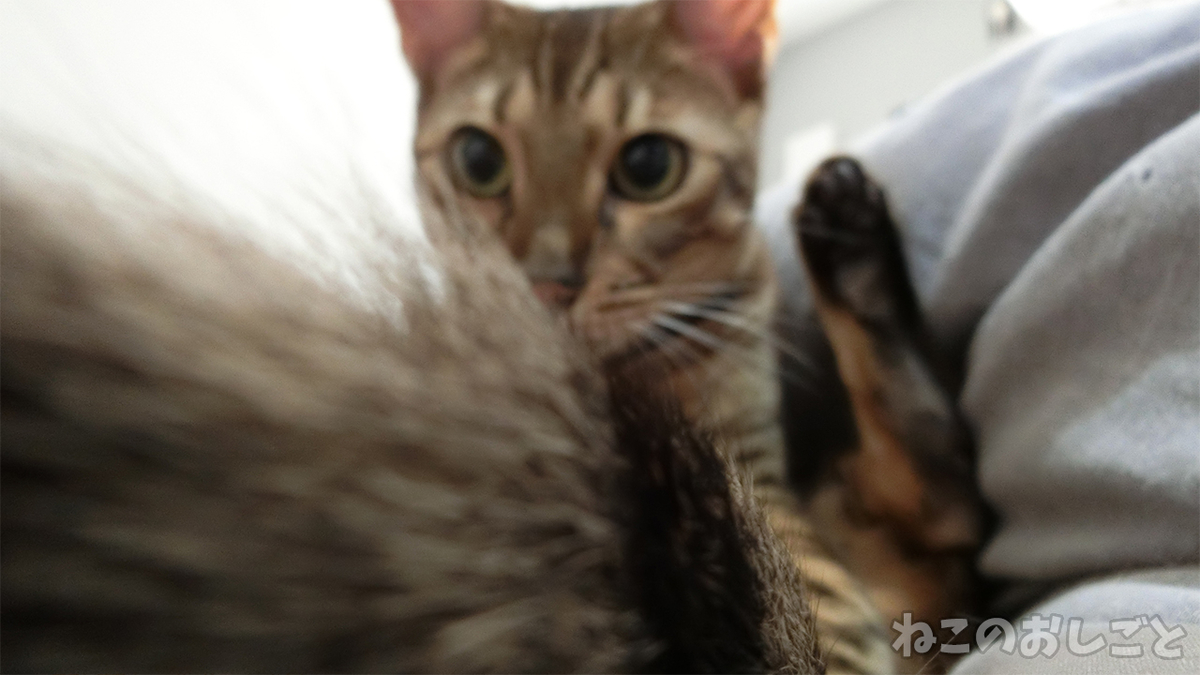 f:id:necozuki299:20200719155316j:plain