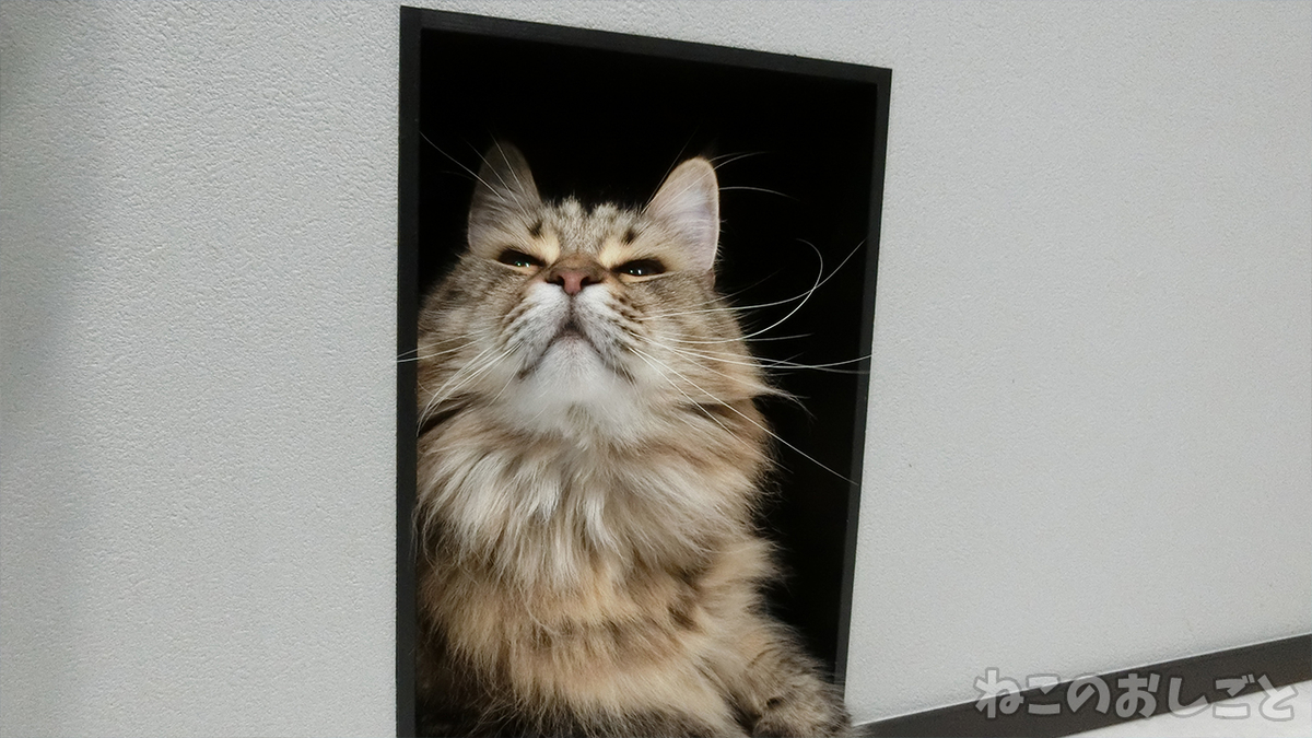 f:id:necozuki299:20200720200030j:plain