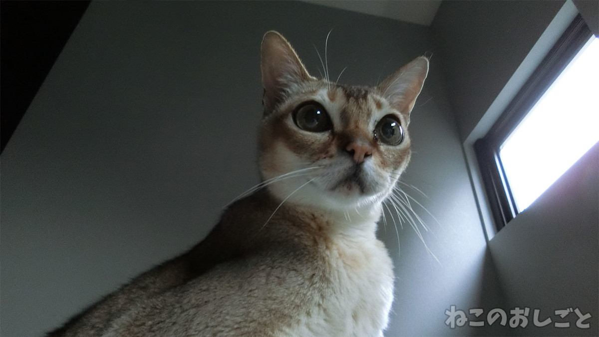 f:id:necozuki299:20200728162601j:plain