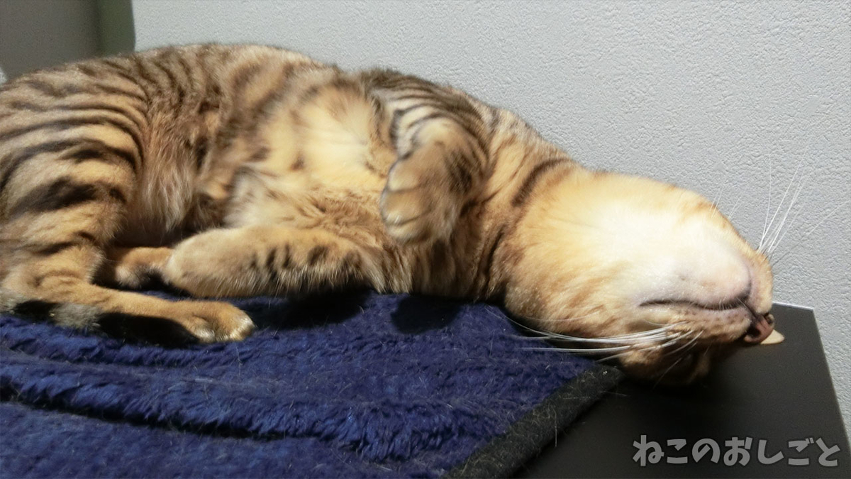 f:id:necozuki299:20200729210742j:plain