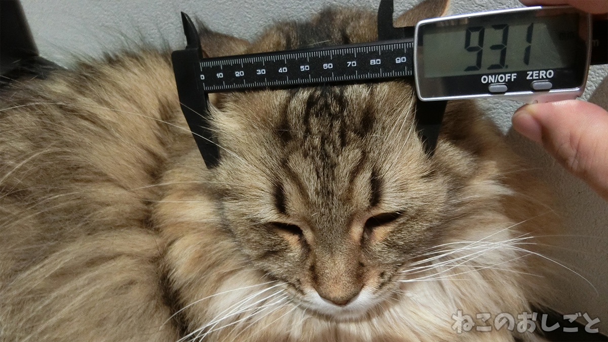 f:id:necozuki299:20200812155809j:plain