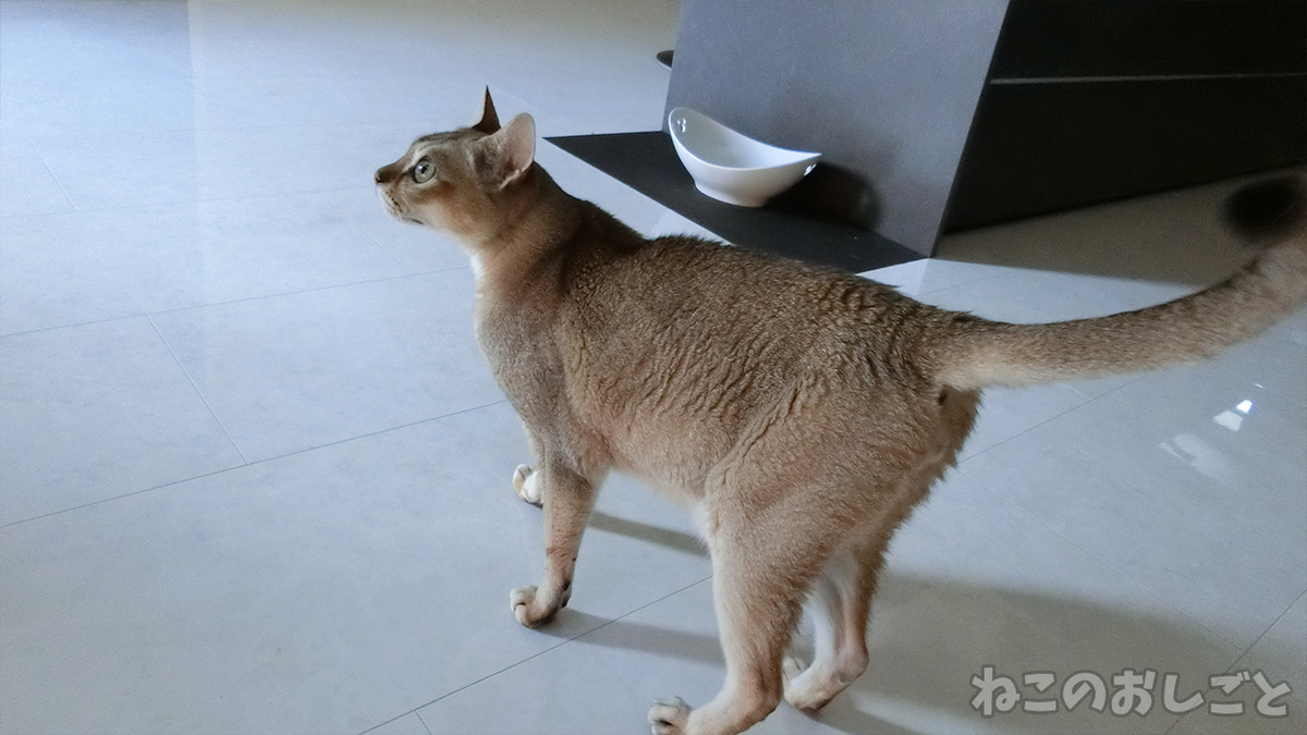 f:id:necozuki299:20200826160253j:plain