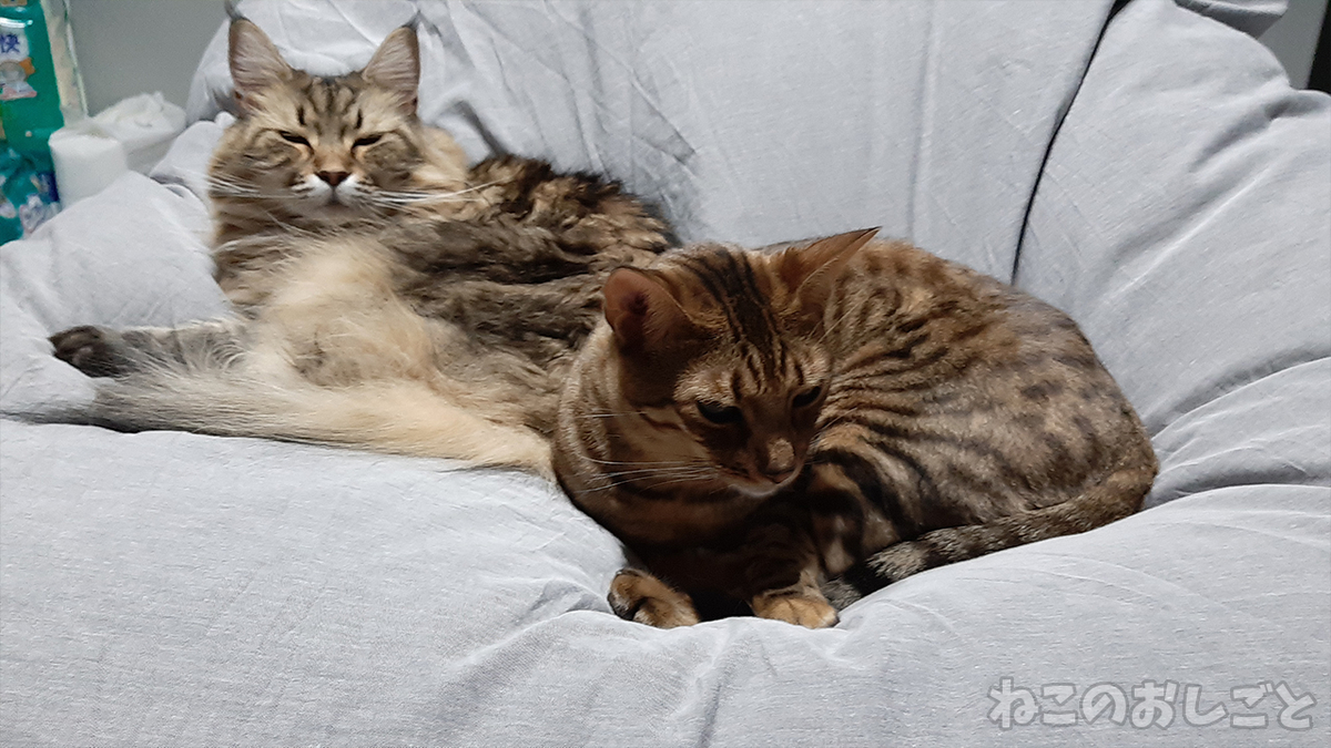 f:id:necozuki299:20201110210558j:plain