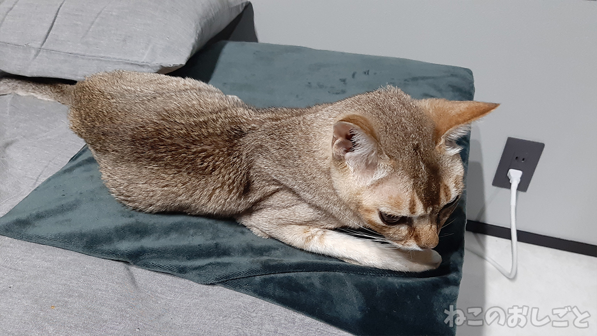 f:id:necozuki299:20201120052953j:plain