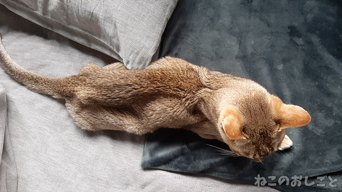 f:id:necozuki299:20201128115914j:plain