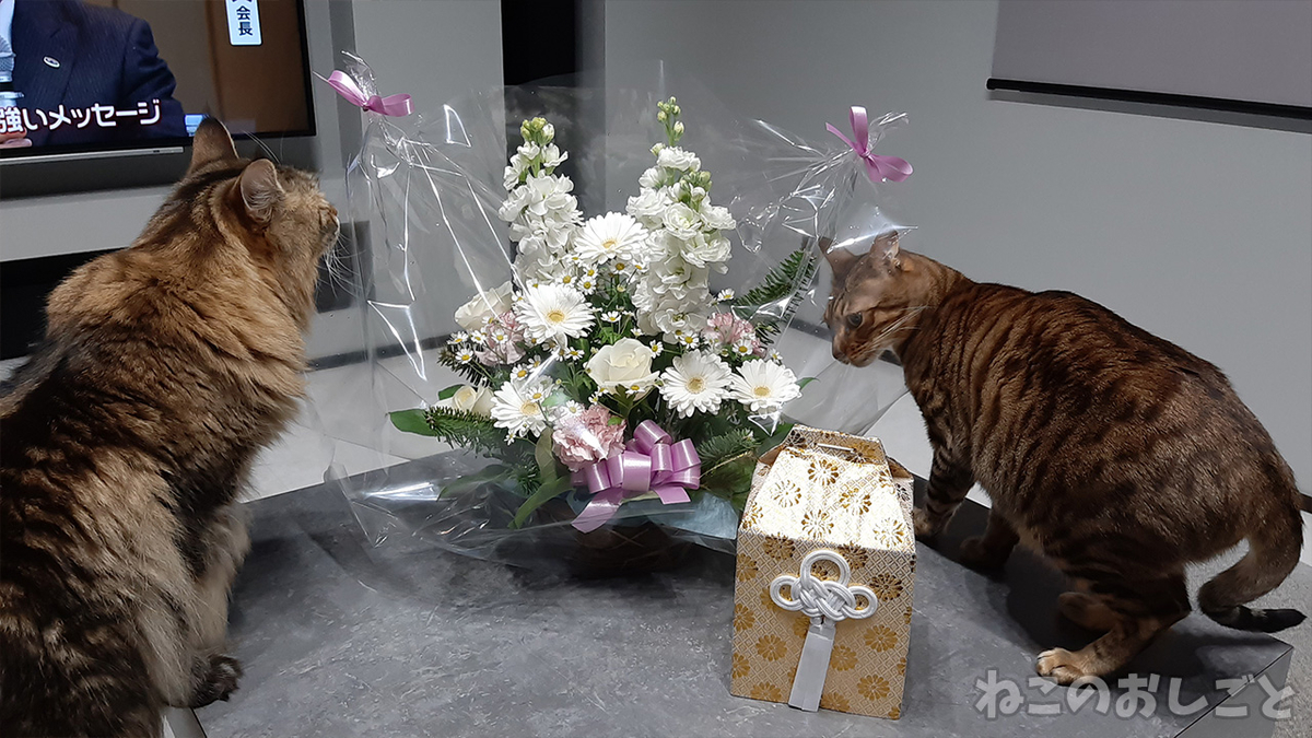 f:id:necozuki299:20201222161255j:plain