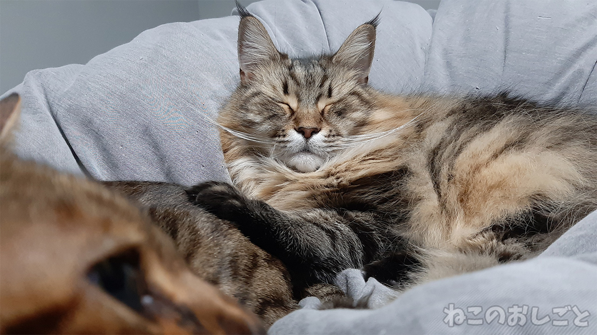 f:id:necozuki299:20201227190412j:plain