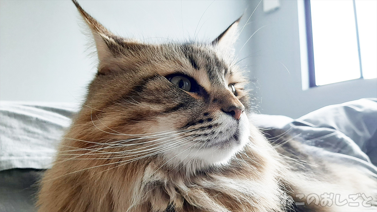 f:id:necozuki299:20201228111136j:plain