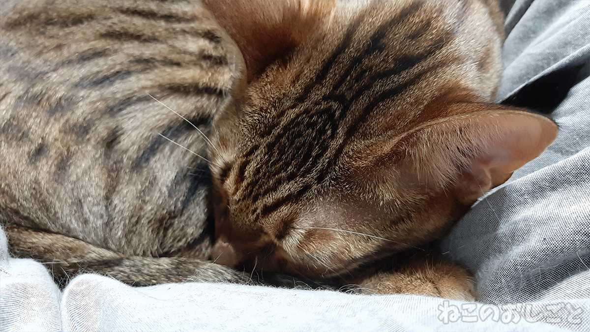 f:id:necozuki299:20210118175027j:plain