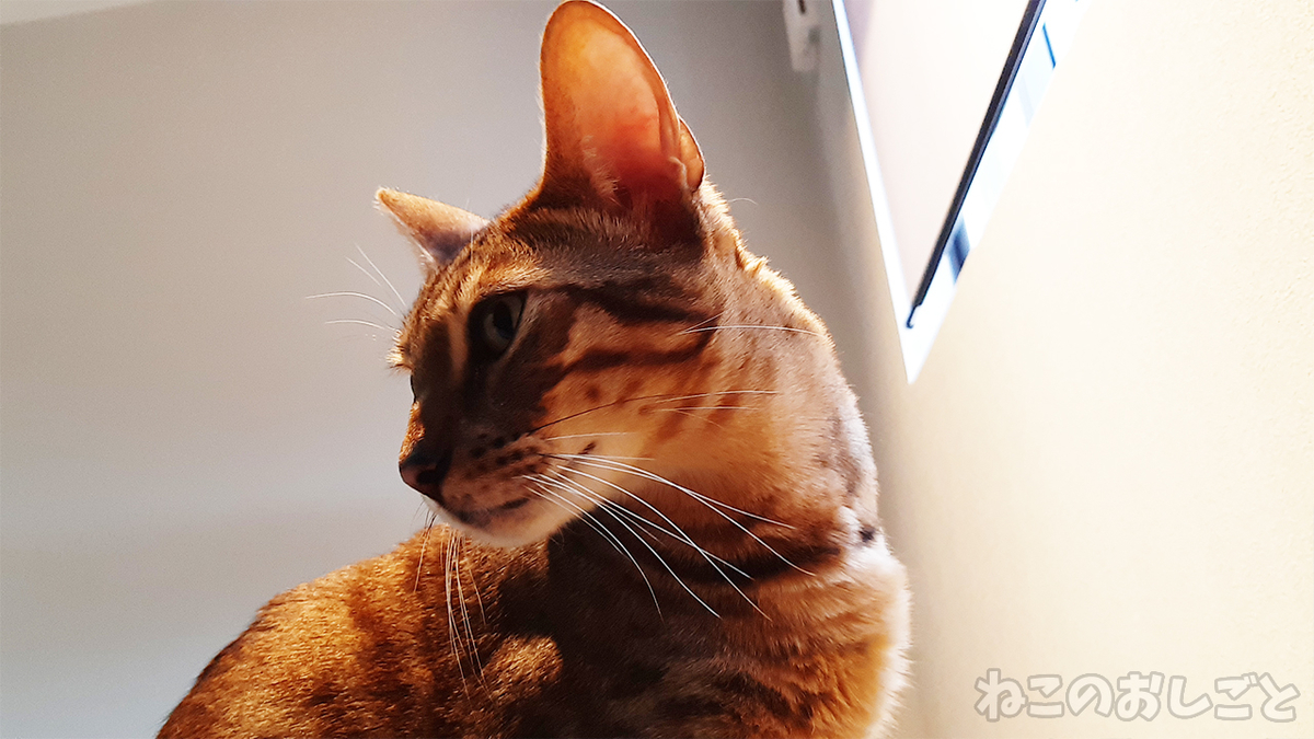 f:id:necozuki299:20210204154801j:plain