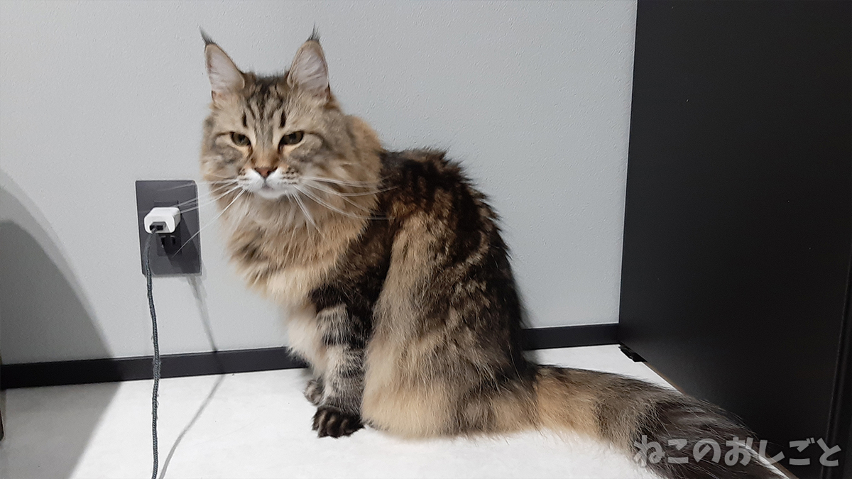 f:id:necozuki299:20210205230252j:plain