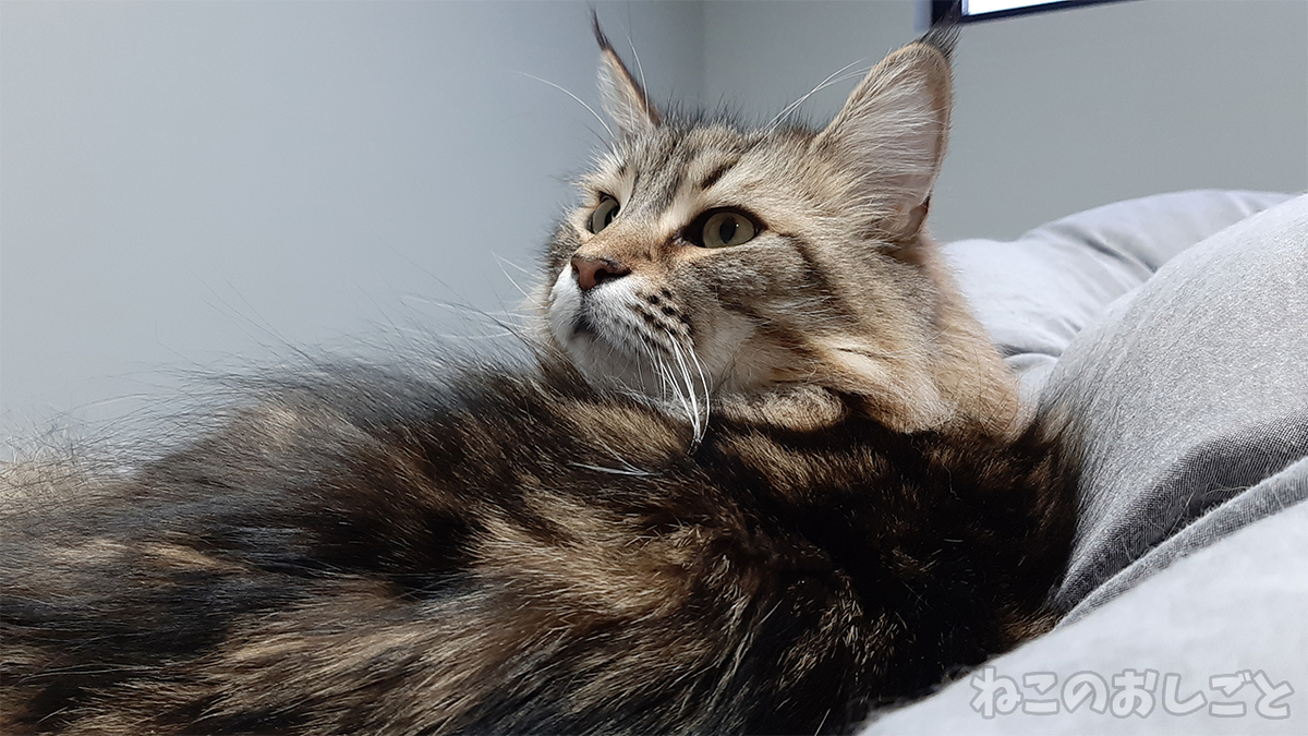 f:id:necozuki299:20210208175033j:plain