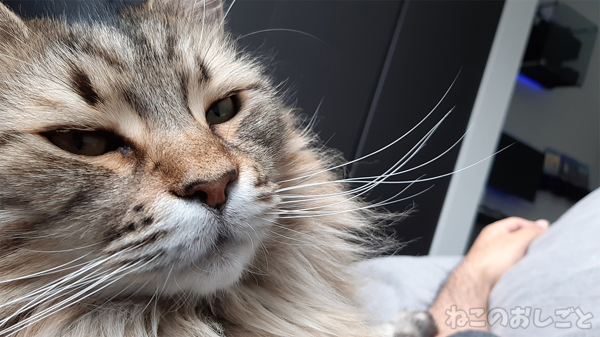 f:id:necozuki299:20210211173853j:plain