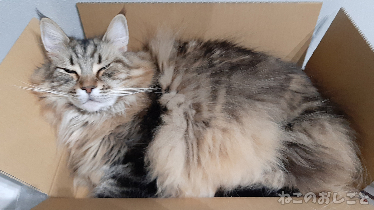 f:id:necozuki299:20210214180249j:plain