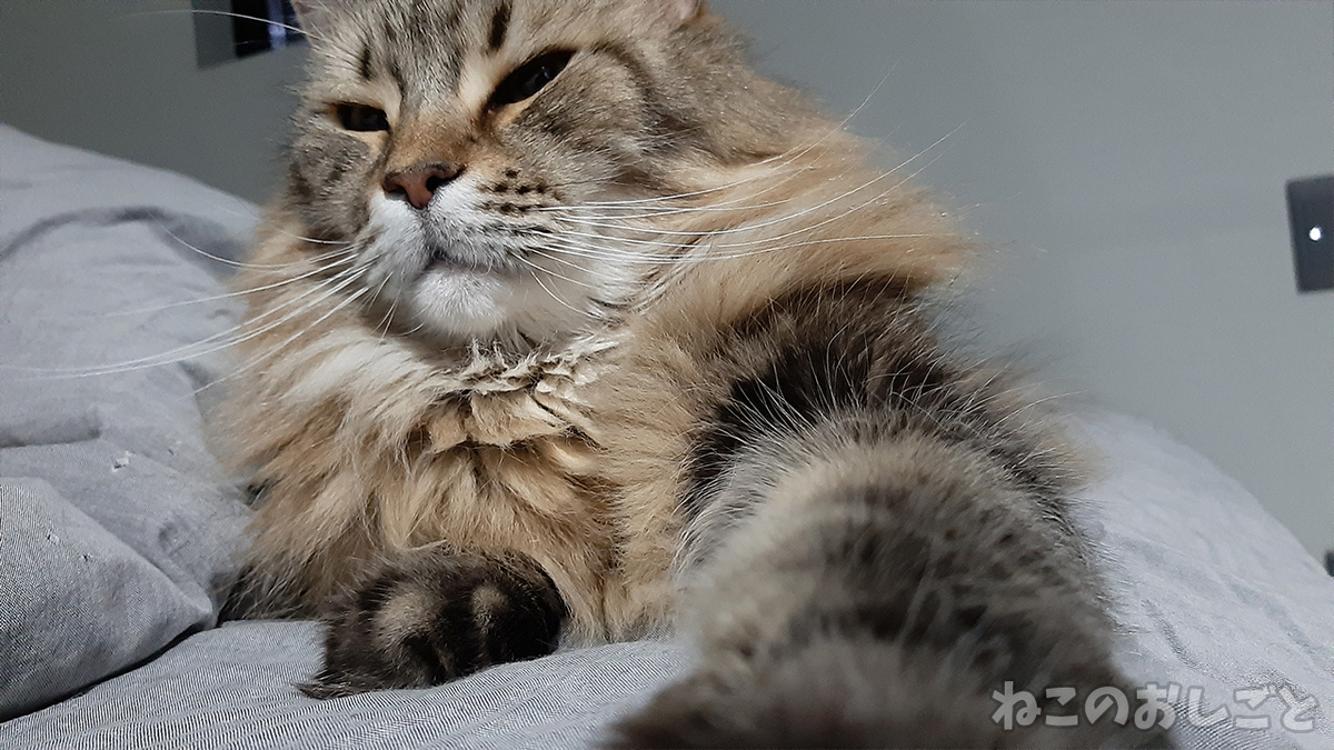 f:id:necozuki299:20210216044523j:plain