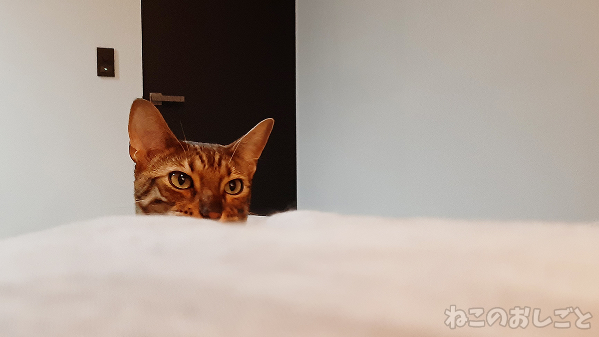 f:id:necozuki299:20210222201617j:plain