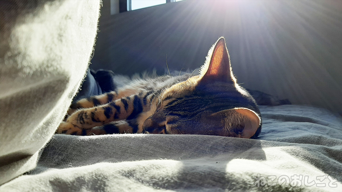 f:id:necozuki299:20210228152139j:plain