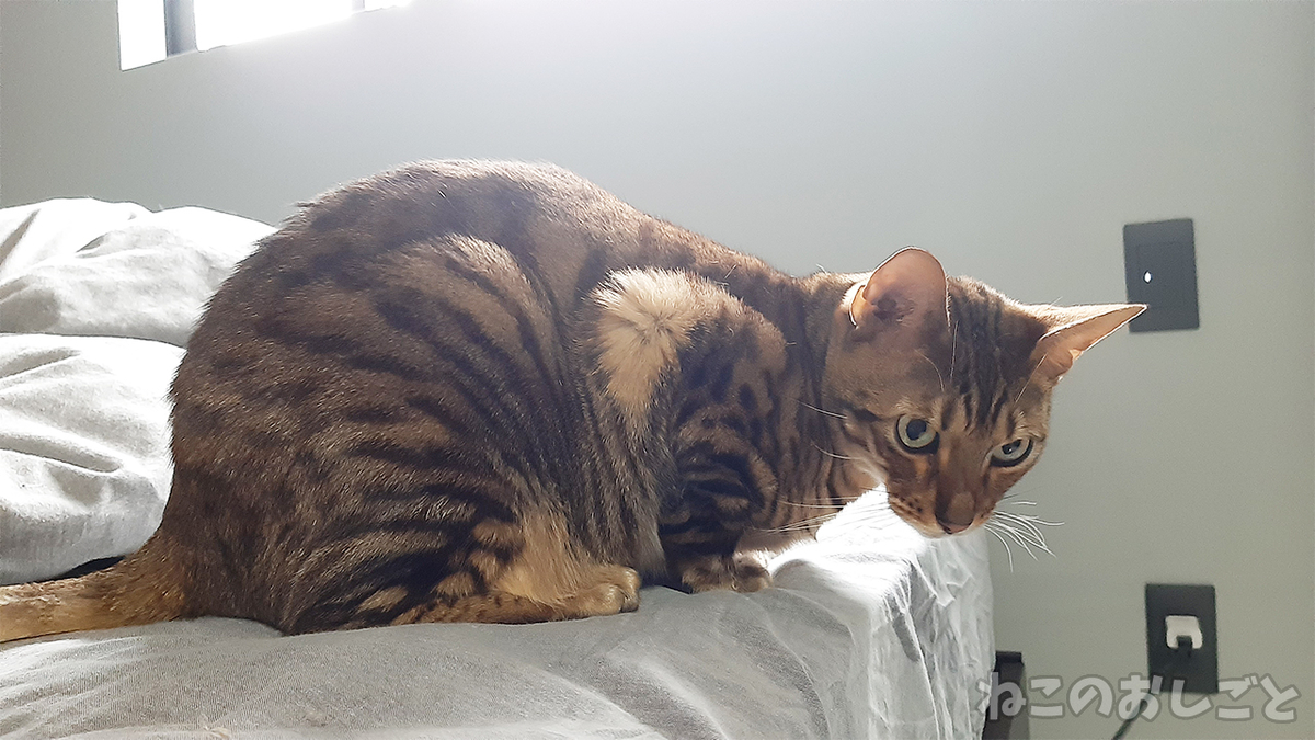 f:id:necozuki299:20210306113639j:plain