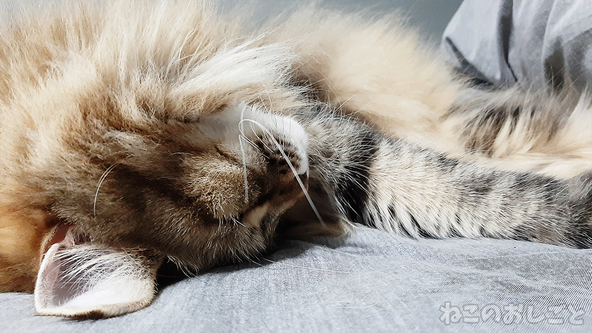 f:id:necozuki299:20210308182622j:plain