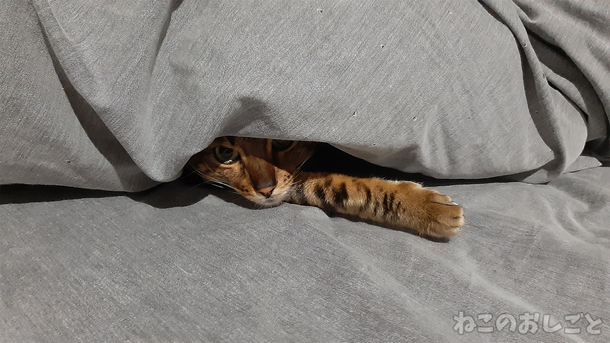 f:id:necozuki299:20210311183358j:plain