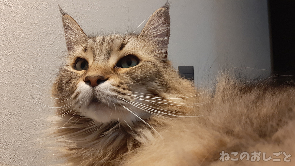 f:id:necozuki299:20210323180901j:plain