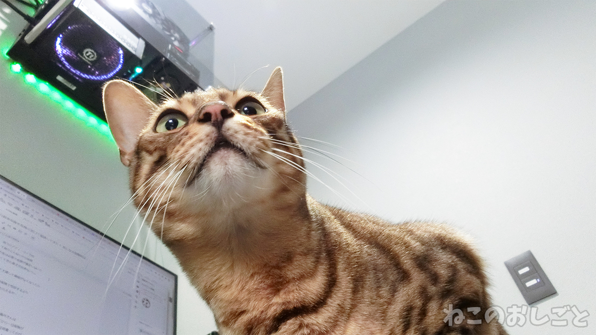 f:id:necozuki299:20210326174358j:plain