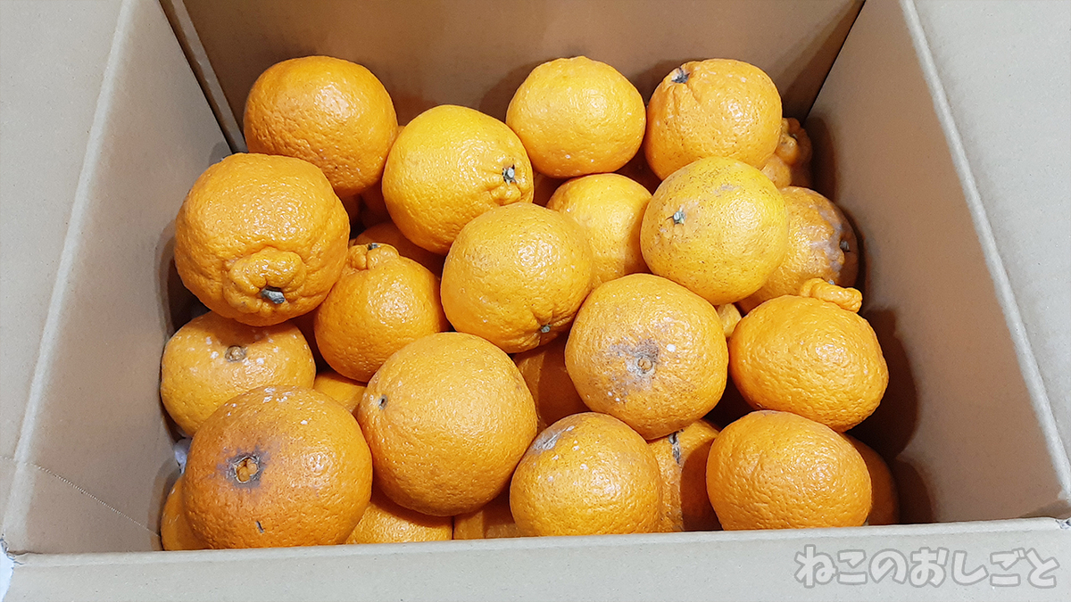 f:id:necozuki299:20210327191032j:plain