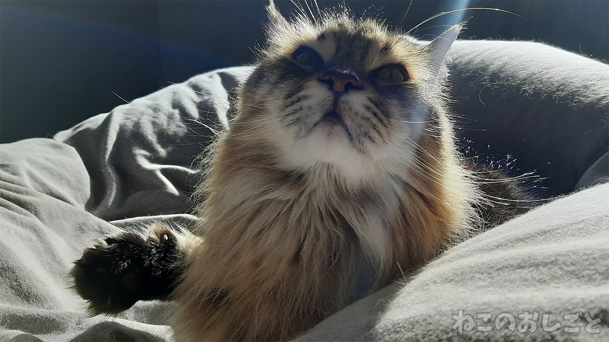 f:id:necozuki299:20210411164345j:plain