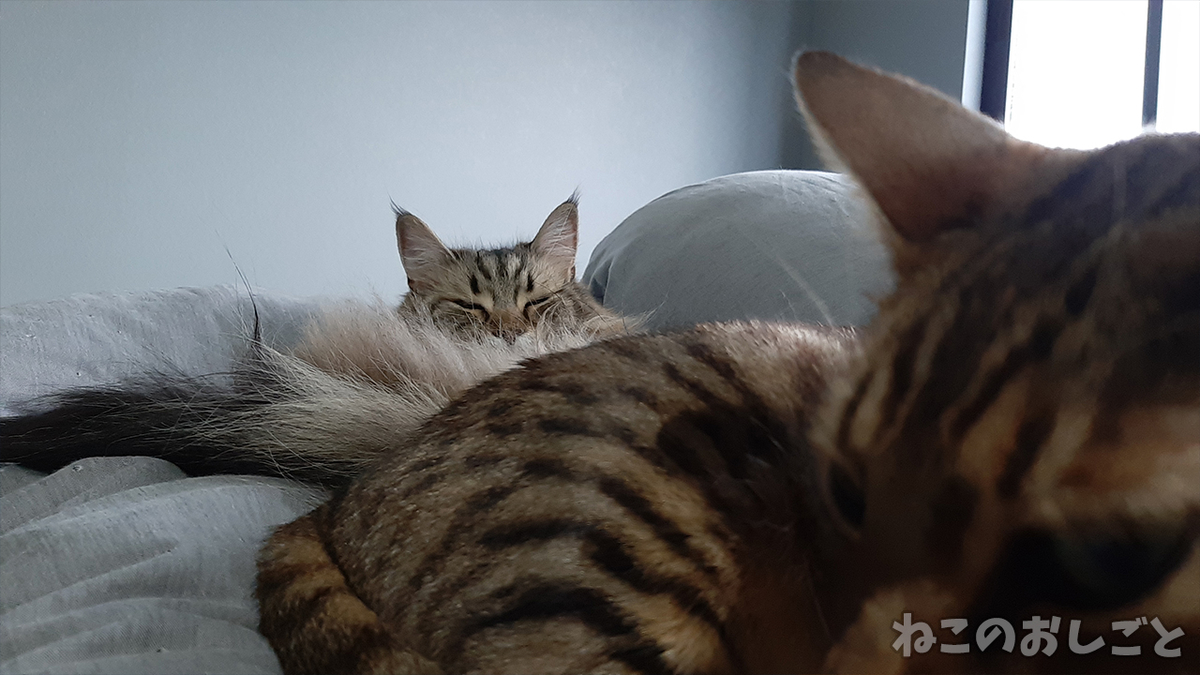 f:id:necozuki299:20210418154538j:plain