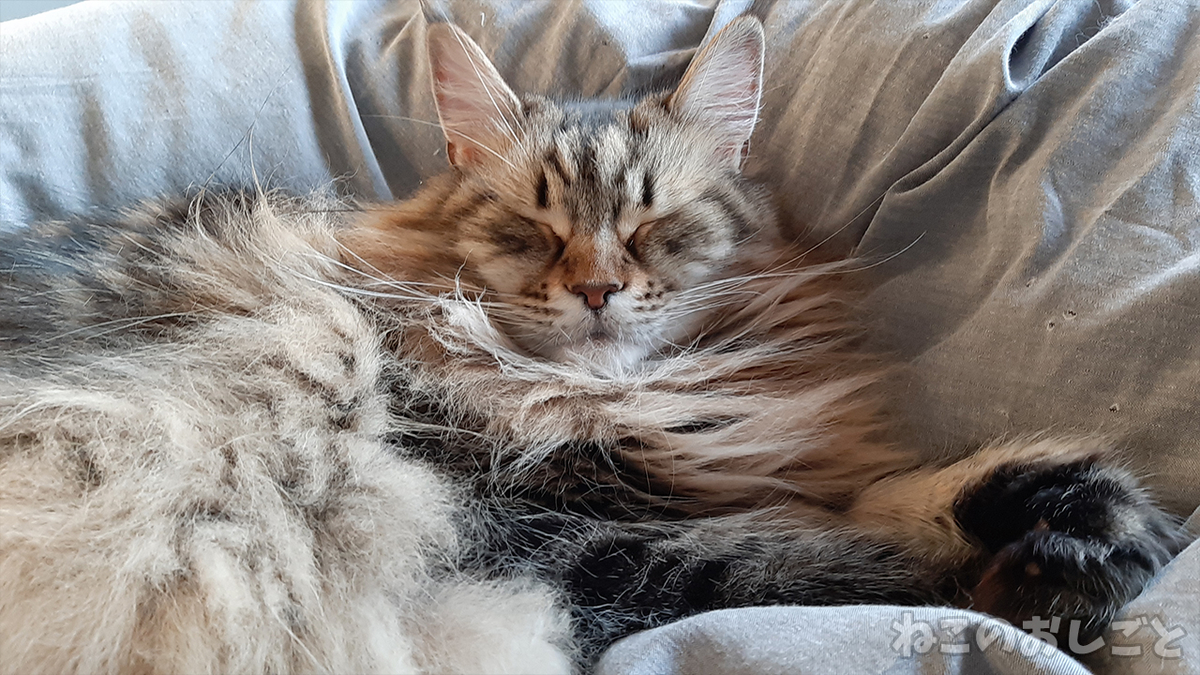 f:id:necozuki299:20210419173737j:plain