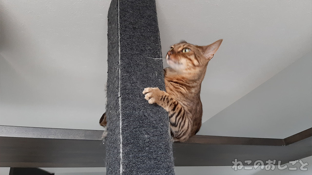 f:id:necozuki299:20210614140243j:plain